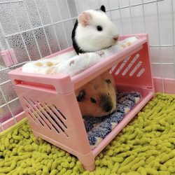 Guinea Pig Bunk Bed Includes Removable mats Blanket Random Color